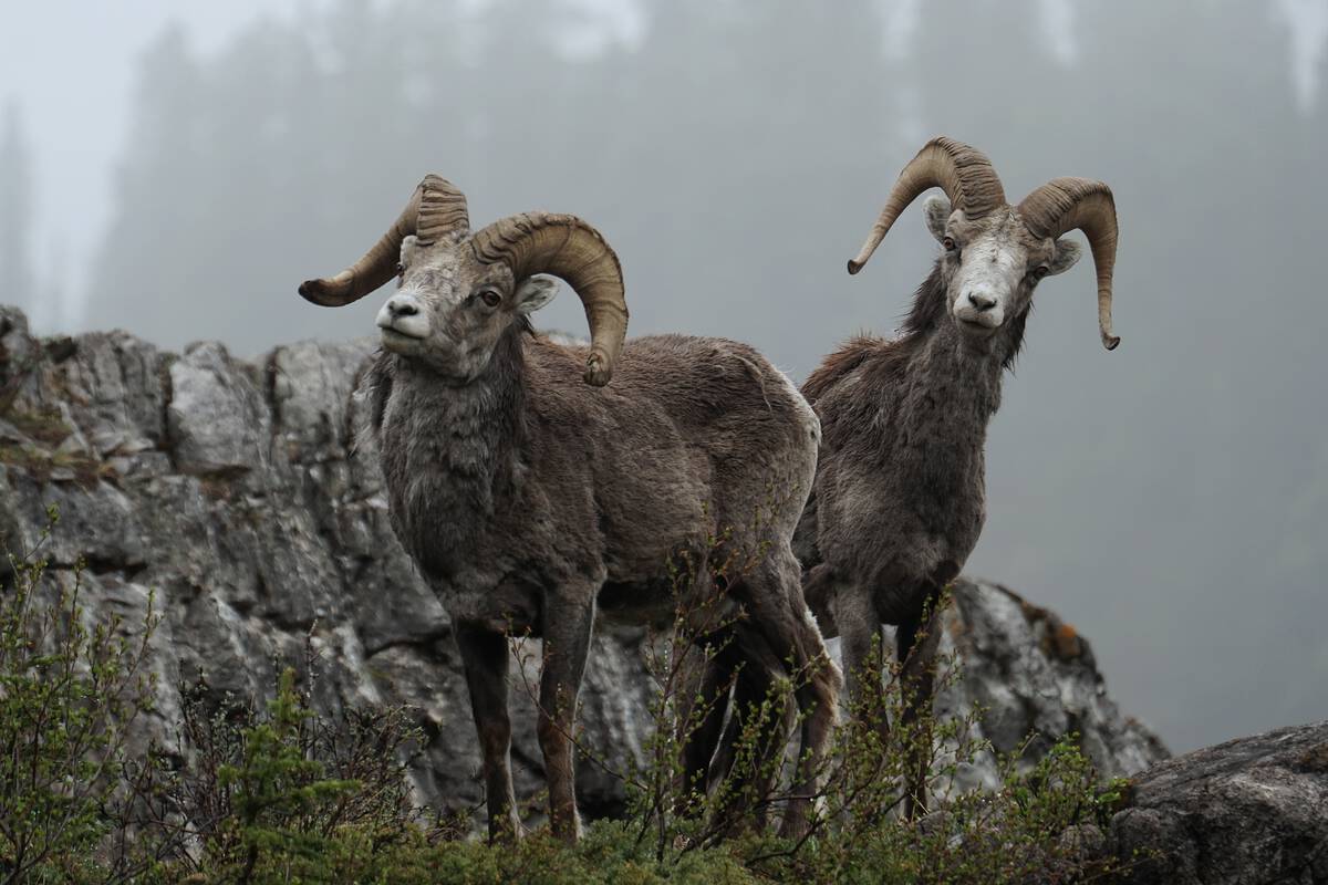 Stone sheep along the Alaska Highway.
